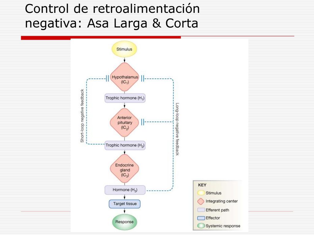 Control de retroalimentación negativa: Asa Larga & Corta