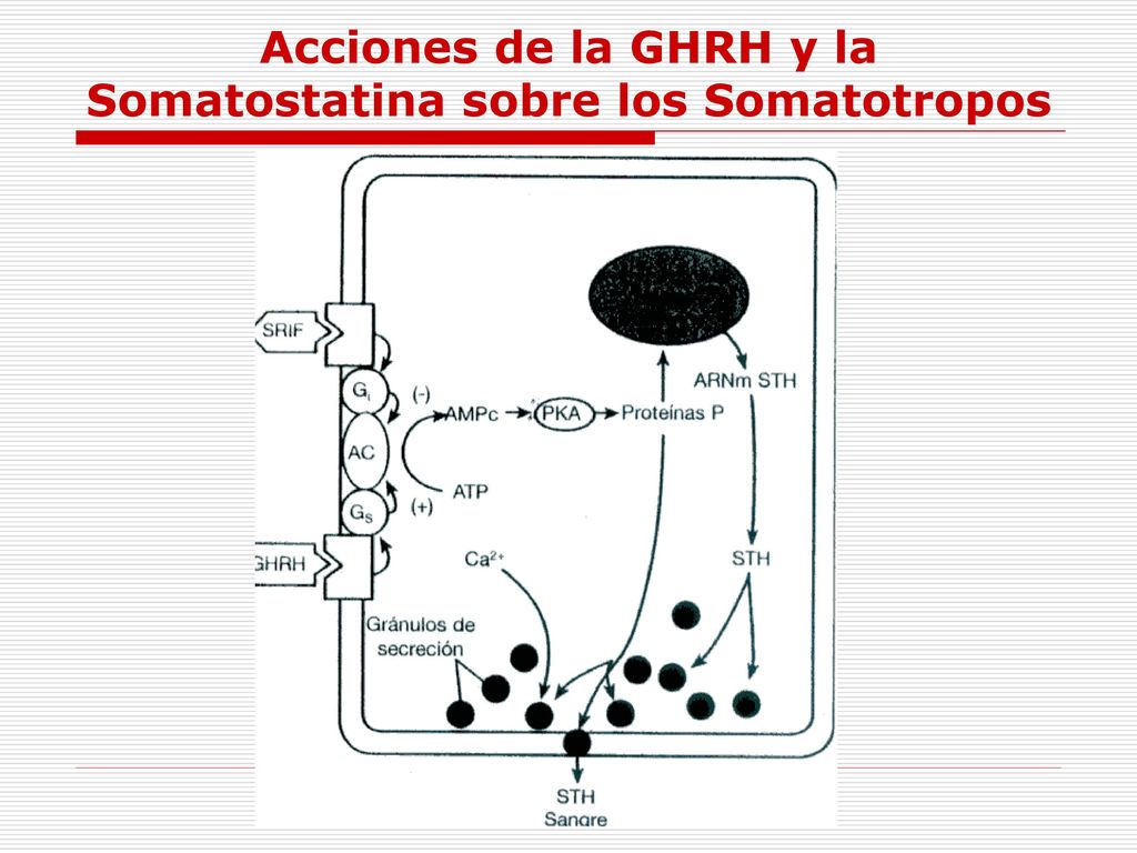 Acciones de la GHRH y la Somatostatina sobre los Somatotropos