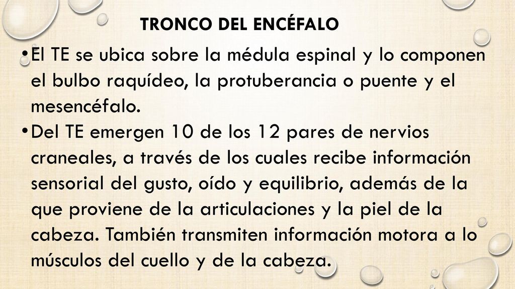 Tronco del Encéfalo El TE se ubica sobre la médula espinal y lo componen el bulbo raquídeo, la protuberancia o puente y el mesencéfalo.