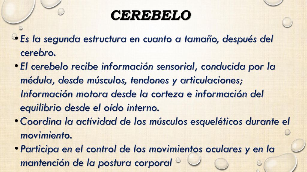 cerebelo Es la segunda estructura en cuanto a tamaño, después del cerebro.