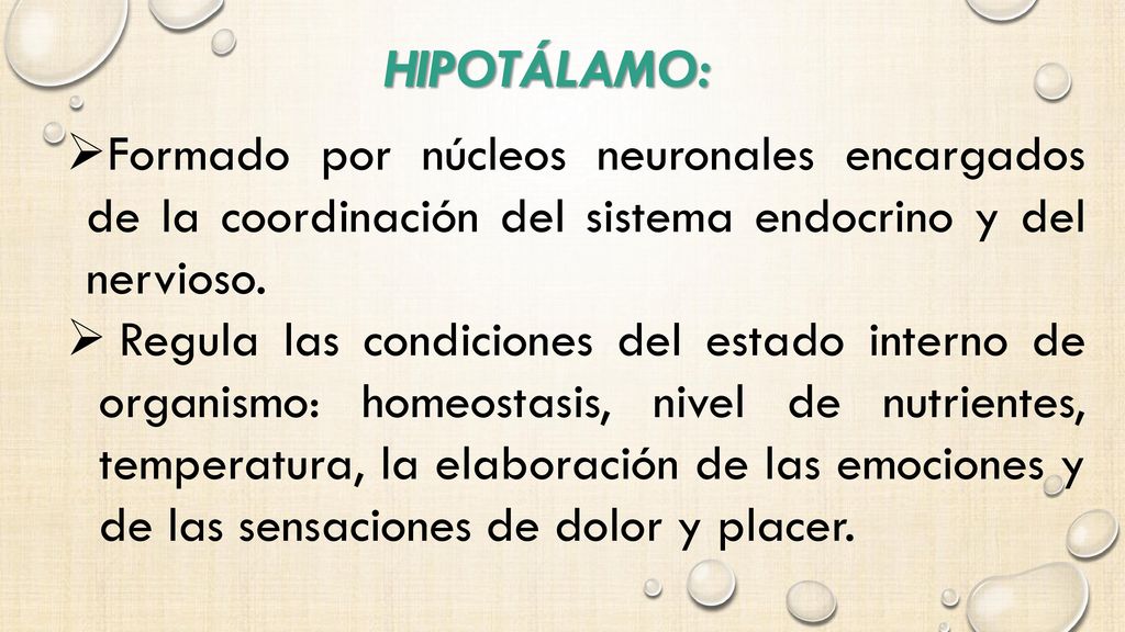 Hipotálamo: Formado por núcleos neuronales encargados de la coordinación del sistema endocrino y del nervioso.