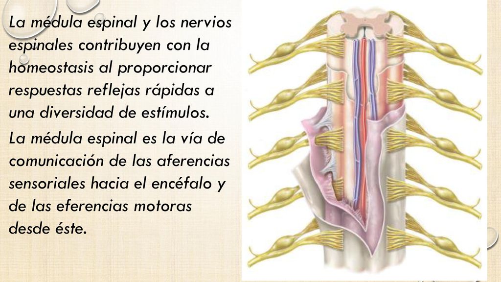La médula espinal y los nervios espinales contribuyen con la homeostasis al proporcionar respuestas reflejas rápidas a una diversidad de estímulos.