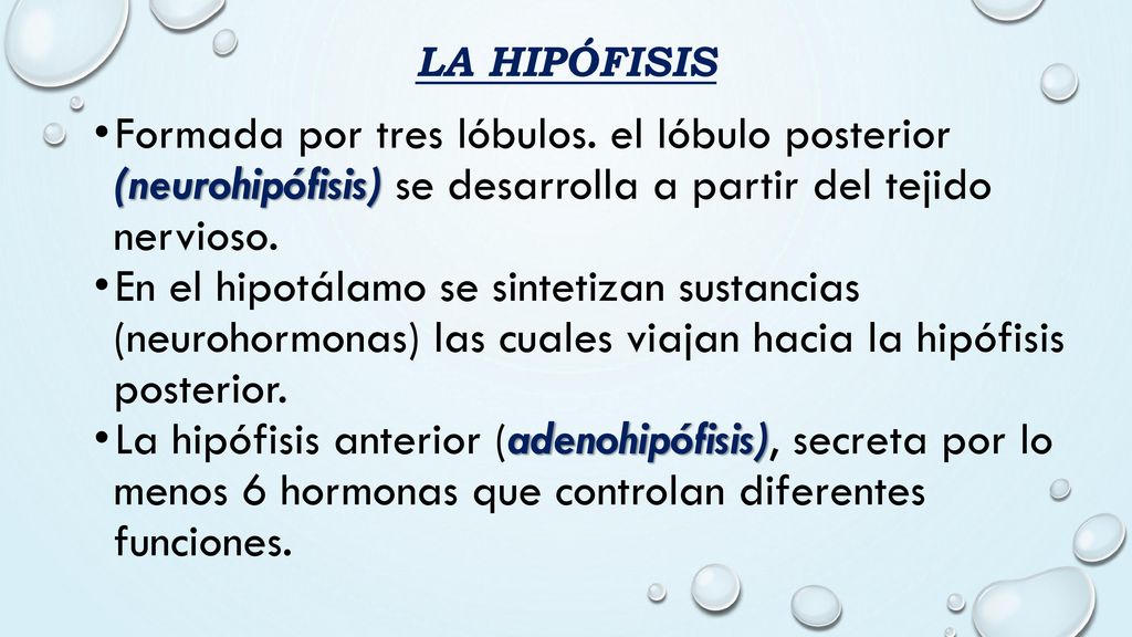 LA HIPÓFISIS Formada por tres lóbulos. el lóbulo posterior (neurohipófisis) se desarrolla a partir del tejido nervioso.