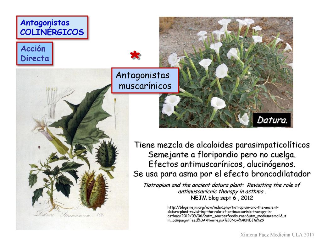* Antagonistas muscarínicos Datura. Antagonistas COLINÉRGICOS Acción