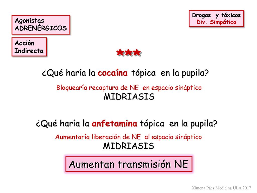 *** Aumentan transmisión NE ¿Qué haría la cocaína tópica en la pupila
