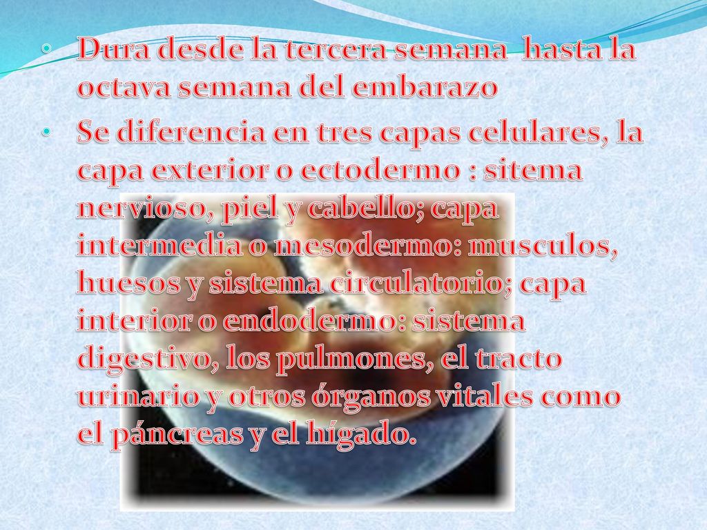 Dura desde la tercera semana hasta la octava semana del embarazo