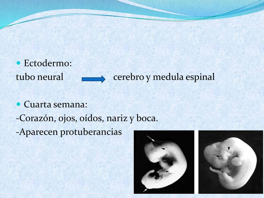Ectodermo: tubo neural cerebro y medula espinal. Cuarta semana: -Corazón, ojos, oídos, nariz y boca.