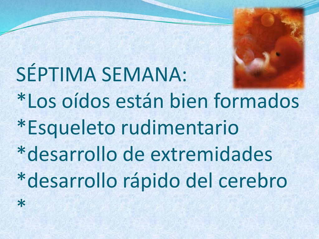 SÉPTIMA SEMANA:. Los oídos están bien formados. Esqueleto rudimentario