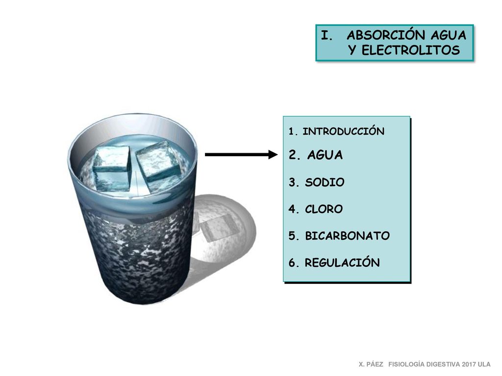 ABSORCIÓN AGUA Y ELECTROLITOS 2. AGUA 3. SODIO 4. CLORO 5. BICARBONATO