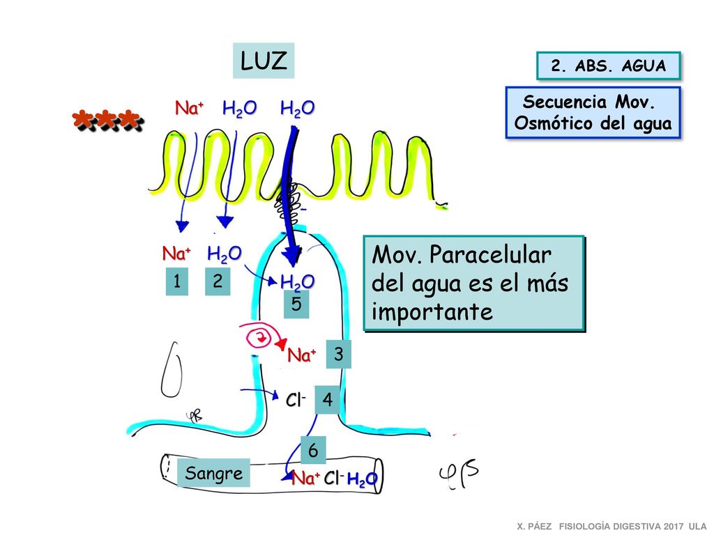 *** LUZ Mov. Paracelular del agua es el más importante Secuencia Mov.