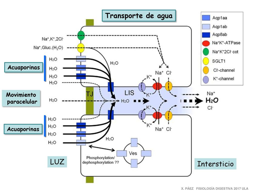 Transporte de agua LUZ Intersticio Acuaporinas Movimiento paracelular