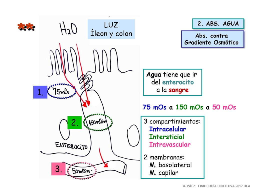 ** LUZ Íleon y colon Agua tiene que ir del enterocito