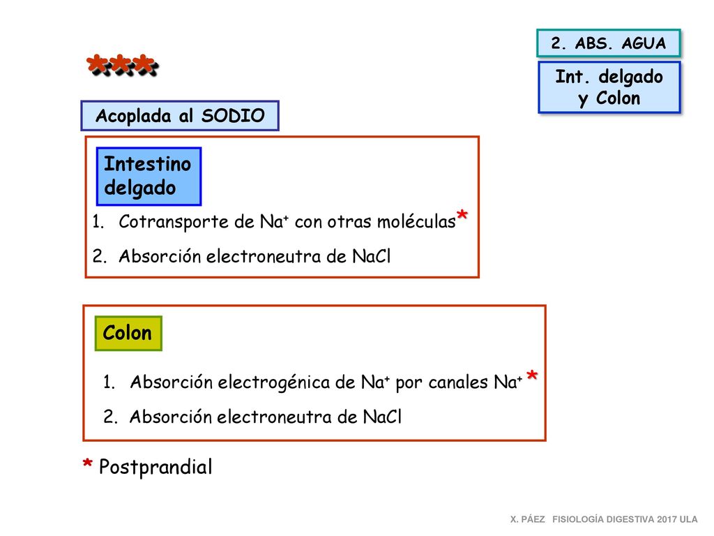 *** Intestino delgado Colon * Postprandial Int. delgado y Colon