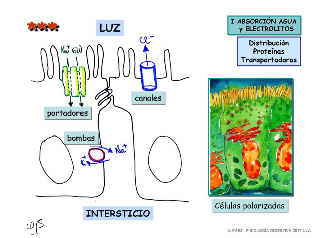 *** LUZ INTERSTICIO canales portadores bombas Células polarizadas