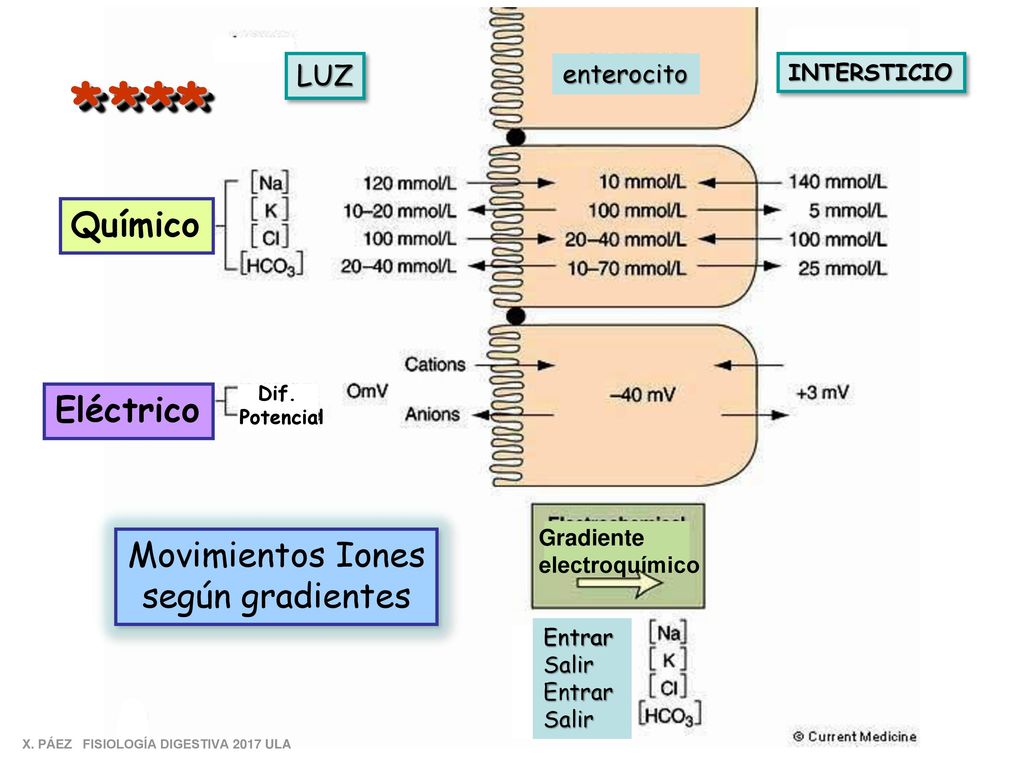 * * ** Químico Eléctrico Movimientos Iones según gradientes LUZ