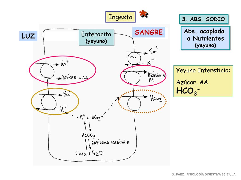 * HCO3- Ingesta SANGRE LUZ Abs. acoplada Enterocito a Nutrientes