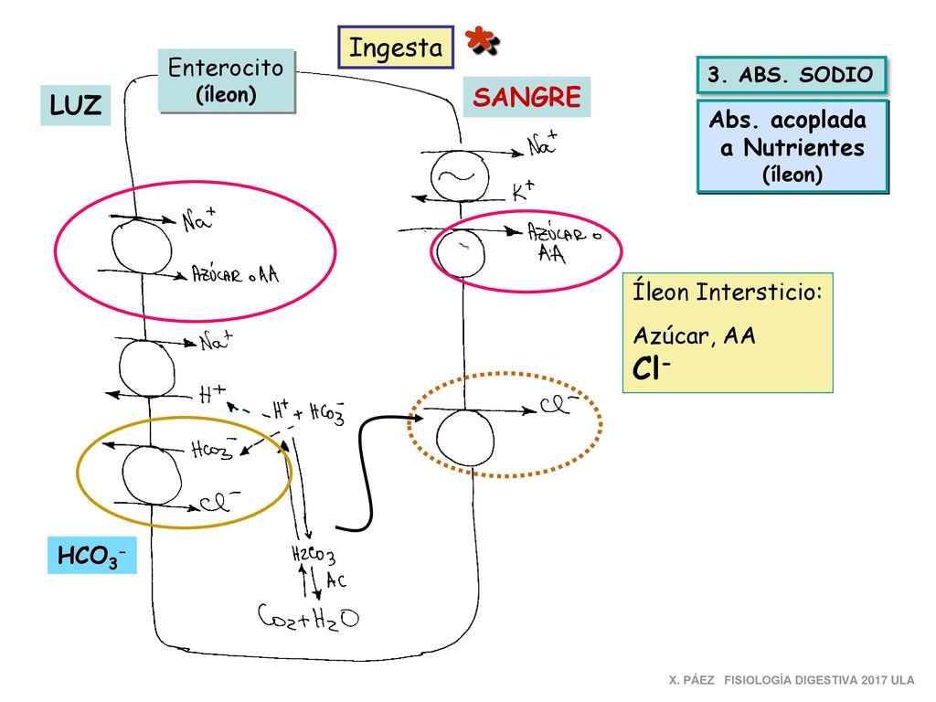 * Cl- Ingesta SANGRE LUZ Enterocito Abs. acoplada a Nutrientes