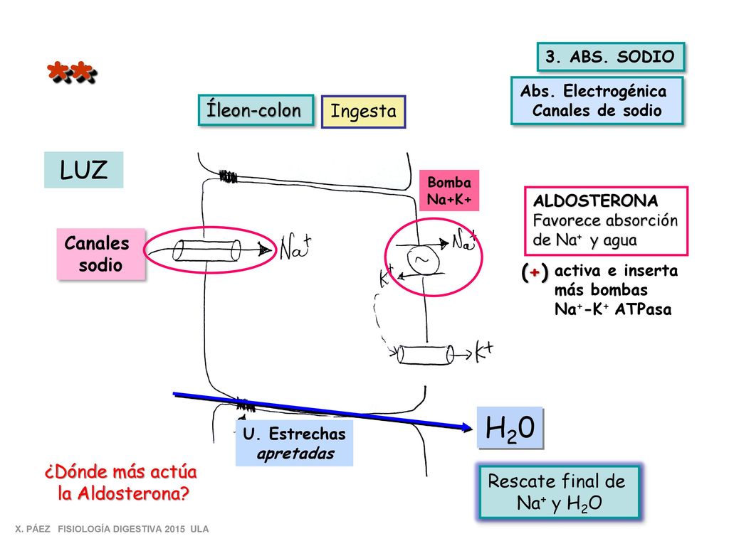 ** H20 LUZ (+) Íleon-colon Ingesta Canales sodio ¿Dónde más actúa