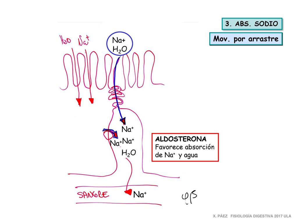Na+ Mov. por arrastre Na+ H2O Na+ Na+ Na+ H2O 3. ABS. SODIO