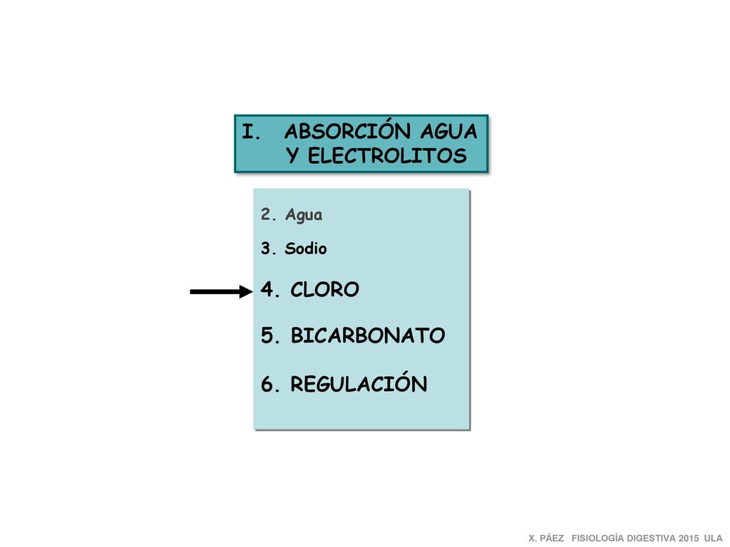 ABSORCIÓN AGUA Y ELECTROLITOS 4. CLORO 5. BICARBONATO 6. REGULACIÓN