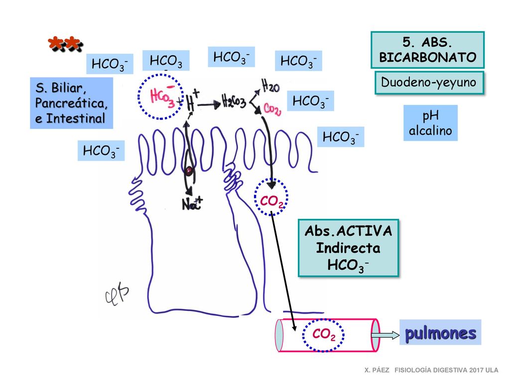 ** pulmones Abs.ACTIVA Indirecta HCO3- 5. ABS. BICARBONATO HCO3- HCO3-