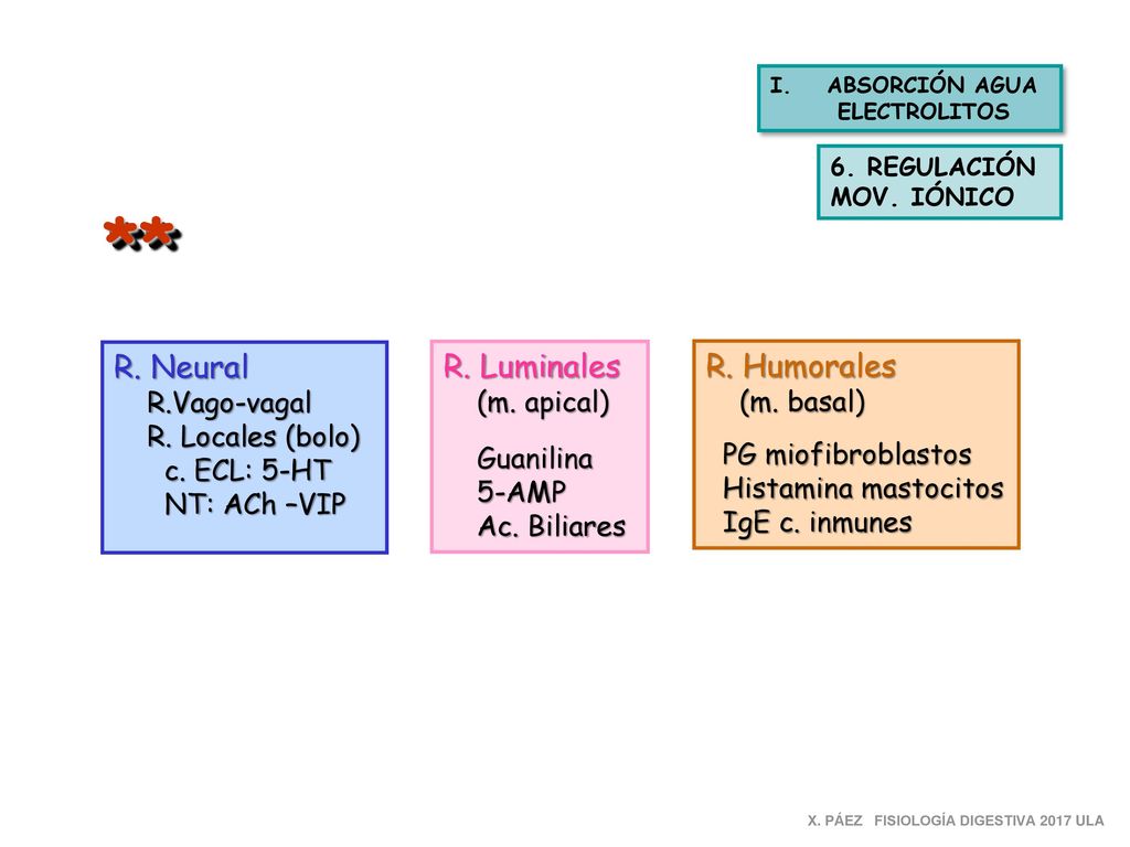 ** R. Neural R. Luminales R. Humorales R.Vago-vagal (m. apical)
