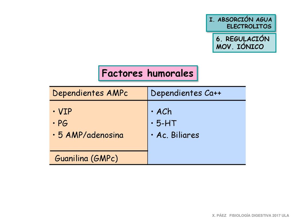 Factores humorales Dependientes AMPc VIP PG 5 AMP/adenosina