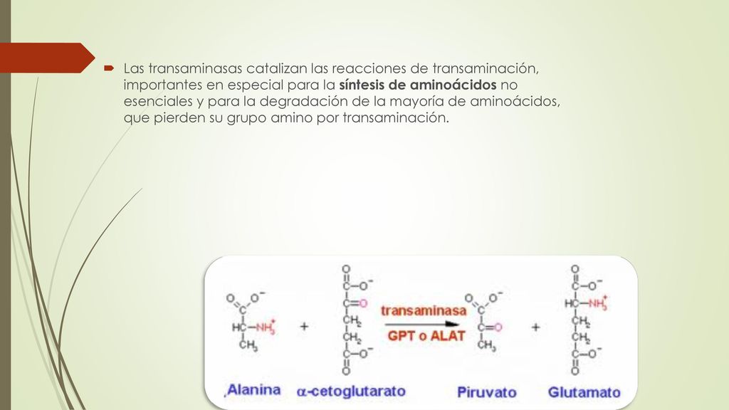Las transaminasas catalizan las reacciones de transaminación, importantes en especial para la síntesis de aminoácidos no esenciales y para la degradación de la mayoría de aminoácidos, que pierden su grupo amino por transaminación.