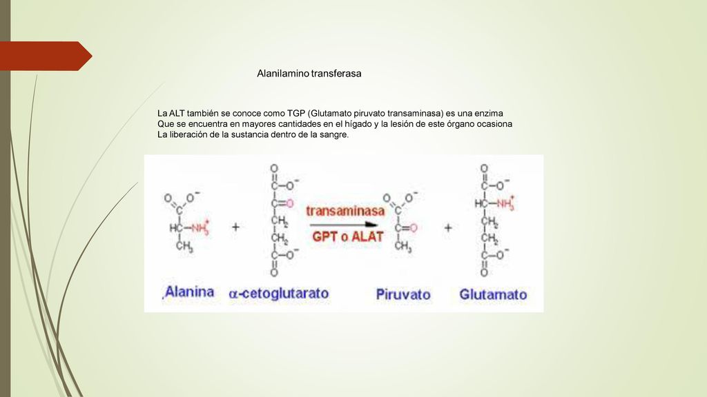 La ALT también se conoce como TGP (Glutamato piruvato transaminasa) es una enzima