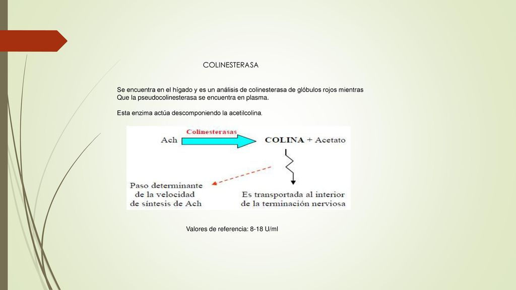 COLINESTERASA Se encuentra en el hígado y es un análisis de colinesterasa de glóbulos rojos mientras.