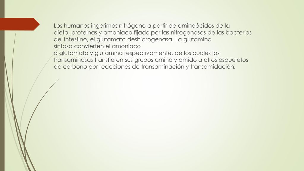 Los humanos ingerimos nitrógeno a partir de aminoácidos de la dieta, proteínas y amoníaco fijado por las nitrogenasas de las bacterias del intestino, el glutamato deshidrogenasa. La glutamina sintasa convierten el amoníaco a glutamato y glutamina respectivamente, de los cuales las transaminasas transfieren sus grupos amino y amido a otros esqueletos de carbono por reacciones de transaminación y transamidación.