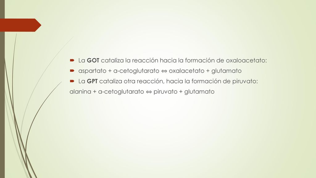 La GOT cataliza la reacción hacia la formación de oxaloacetato: