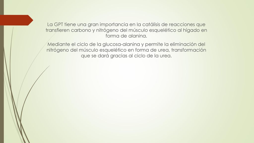 La GPT tiene una gran importancia en la catálisis de reacciones que transfieren carbono y nitrógeno del músculo esquelético al hígado en forma de alanina.