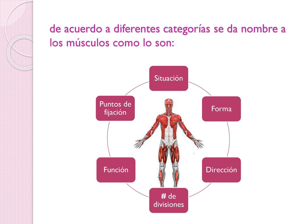 de acuerdo a diferentes categorías se da nombre a los músculos como lo son: