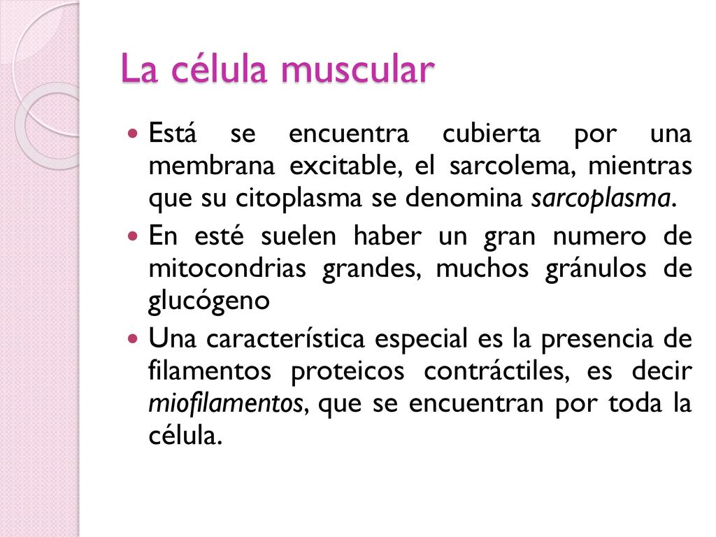 La célula muscular Está se encuentra cubierta por una membrana excitable, el sarcolema, mientras que su citoplasma se denomina sarcoplasma.
