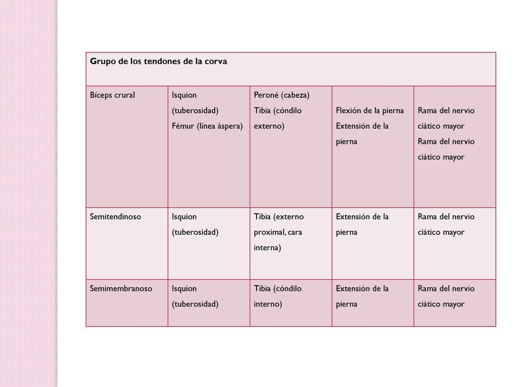 Grupo de los tendones de la corva