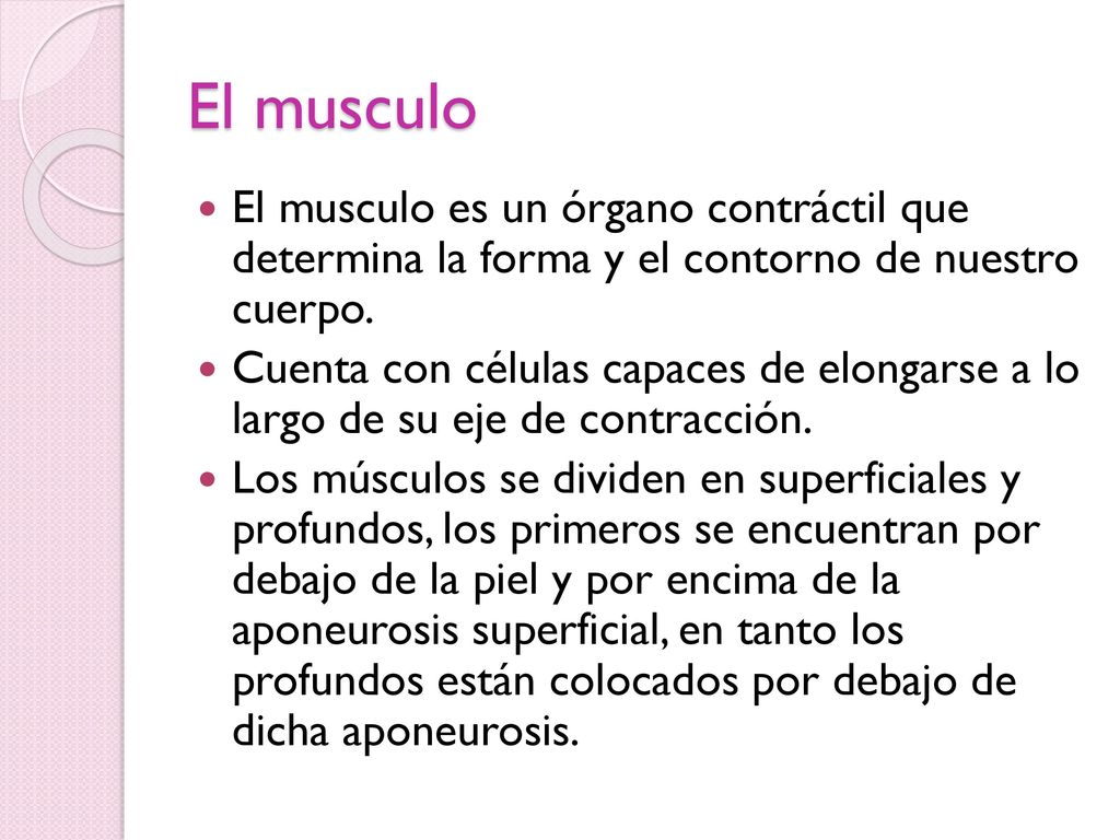 El musculo El musculo es un órgano contráctil que determina la forma y el contorno de nuestro cuerpo.