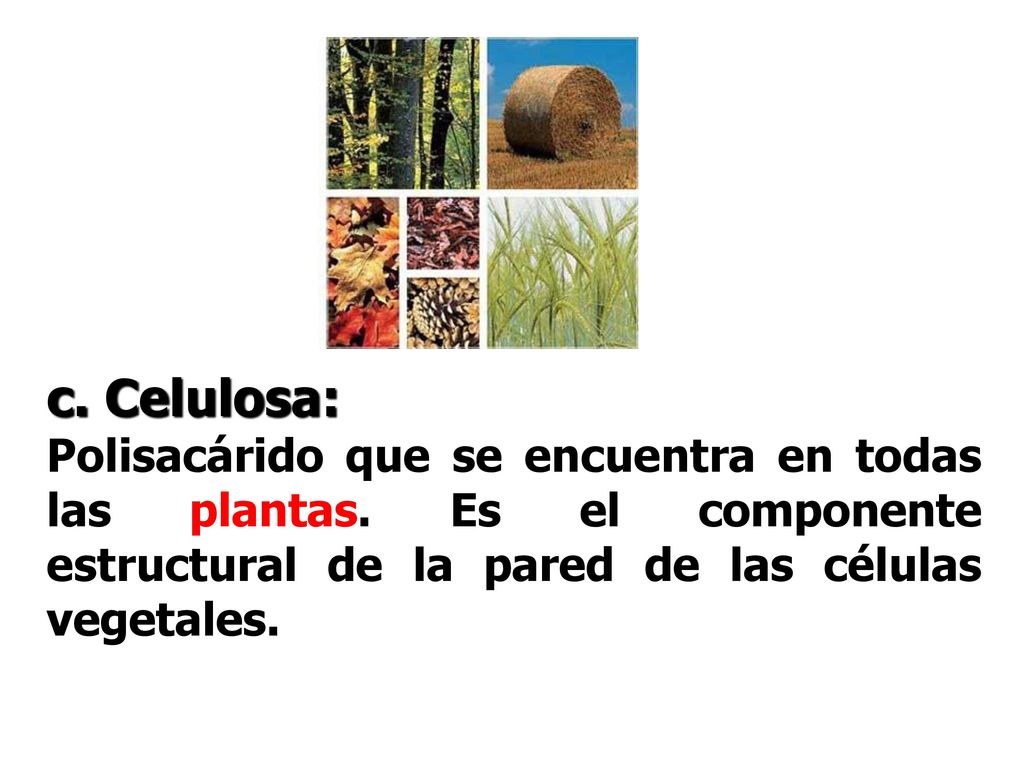 c. Celulosa: Polisacárido que se encuentra en todas las plantas.