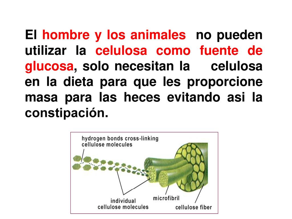 El hombre y los animales no pueden utilizar la celulosa como fuente de glucosa, solo necesitan la celulosa en la dieta para que les proporcione masa para las heces evitando asi la constipación.
