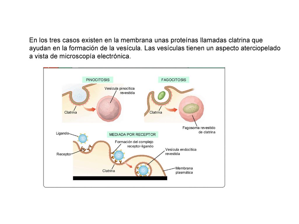 En los tres casos existen en la membrana unas proteínas llamadas clatrina que ayudan en la formación de la vesícula.