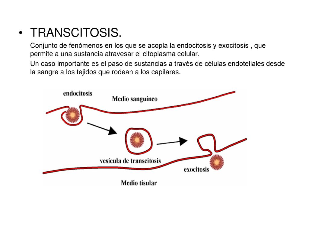 TRANSCITOSIS. Conjunto de fenómenos en los que se acopla la endocitosis y exocitosis , que permite a una sustancia atravesar el citoplasma celular.