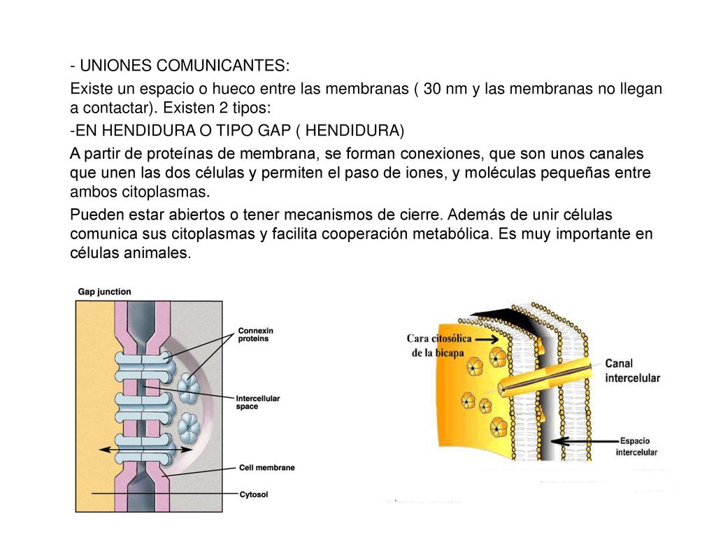 - UNIONES COMUNICANTES: Existe un espacio o hueco entre las membranas ( 30 nm y las membranas no llegan a contactar). Existen 2 tipos: -EN HENDIDURA O TIPO GAP ( HENDIDURA) A partir de proteínas de membrana, se forman conexiones, que son unos canales que unen las dos células y permiten el paso de iones, y moléculas pequeñas entre ambos citoplasmas. Pueden estar abiertos o tener mecanismos de cierre. Además de unir células comunica sus citoplasmas y facilita cooperación metabólica. Es muy importante en células animales.
