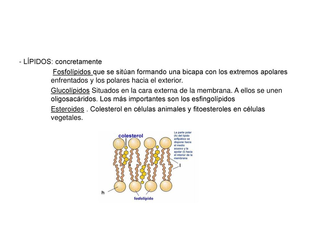- LÍPIDOS: concretamente Fosfolípidos que se sitúan formando una bicapa con los extremos apolares enfrentados y los polares hacia el exterior.