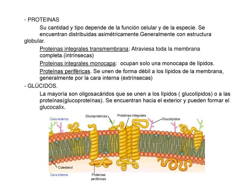 - PROTEINAS Su cantidad y tipo depende de la función celular y de la especie.