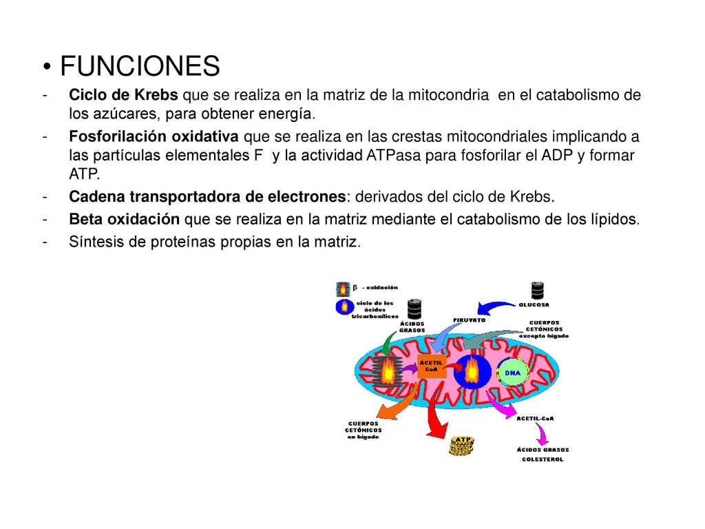 FUNCIONES Ciclo de Krebs que se realiza en la matriz de la mitocondria en el catabolismo de los azúcares, para obtener energía.