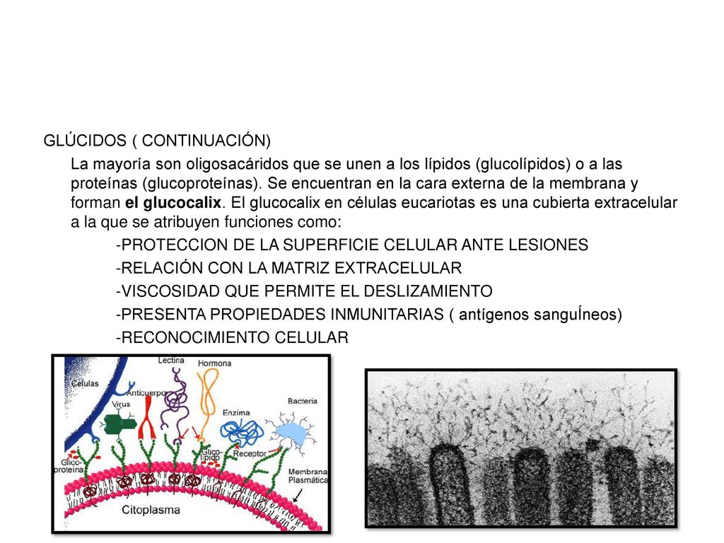 GLÚCIDOS ( CONTINUACIÓN) La mayoría son oligosacáridos que se unen a los lípidos (glucolípidos) o a las proteínas (glucoproteínas).