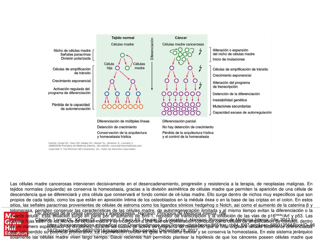 Las células madre cancerosas intervienen decisivamente en el desencadenamiento, progresión y resistencia a la terapia, de neoplasias malignas. En tejidos normales (izquierda) se conserva la homeostasia, gracias a la división asimétrica de células madre que permiten la aparición de una célula de descendencia que se diferenciará y otra célula que conservará el fondo común de cé-lulas madre. Ello surge dentro de nichos muy específicos que son propios de cada tejido, como los que están en aposición íntima de los osteoblastos en la médula ósea o en la base de las criptas en el colon. En estos sitios, las señales paracrinas provenientes de células de estroma como los ligandos sónicos hedgehog o Notch, asi como el aumento de la catenina β y telomerasa, permiten conservar las características de las células madre, de autorregeneración ilimitada y al mismo tiempo evitan la diferenciación o la muerte celular. Esta situación surge en parte por el aumento de Bmi-1, represor de transcripción y la inhibición de las vías de p16Ink4a/Arf y p53. Las células hijas salen de los nichos de células madre y se incorporan a una fase de proliferación (conocida como células de amplificación de tránsito), dentro de un número especificado de divisiones, durante las cuales se activa un programa de desarrollo que al final originará células totalmente diferenciadas que han perdido su potencial proliferativo. La regeneración celular es igual a la muerte celular y se conserva la homeostasia. En este sistema jerárquico solamente las células madre viven largo tiempo. Datos recientes han permitido plantear la hipótesis de que los cánceres poseen células madre que integran una pequeña fracción de todas las células neoplásicas (0.001 a 1%). Dichas células comparten algunas características con las células madre normales, incluido un fenotipo indiferenciado, un potencial ilimitado de autorregeneración, capacidad de diferenciarse moderadamente; sin embargo, por las mutaciones que se inician (indicadas por las flechitas en forma de rayo) dejan de ser reguladas por estímulos ambientales. El fondo común de células madre cancerosas se expande y la descendencia en proliferación rápida, a pesar de mutaciones adicionales, puede alcanzar propiedades citoblásticas, si bien gran parte de la población tiene escasa capacidad de proliferación. Los programas de diferenciación son disfuncionales por la reprogramación de la secuencia de transcripción génica por medio de vías de señales oncógenas. Dentro de la población cancerosa en amplificación de tránsito la inestabilidad genómica genera aneuploidía y heterogeneidad clonal al alcanzar las células el fenotipo maligno total, con capacidad metastásica. La hipótesis de células madre cancerosas ha motivado que se piense que las terapias antineoplásicas actuales pudieran ser eficaces para destruir la mayor parte de las células tumorales, pero no las células madre neoplásicas, lo que permite que se repita la proliferación en tumores que se manifiestan por recidiva de los mismos o progresión de la enfermedad. Se encuentran desarrollándose investigaciones para identificar las características moleculares peculiares de las células madre cancerosas que pudieran culminar en el ataque directo de ellas por parte de nuevos fármacos terapéuticos.