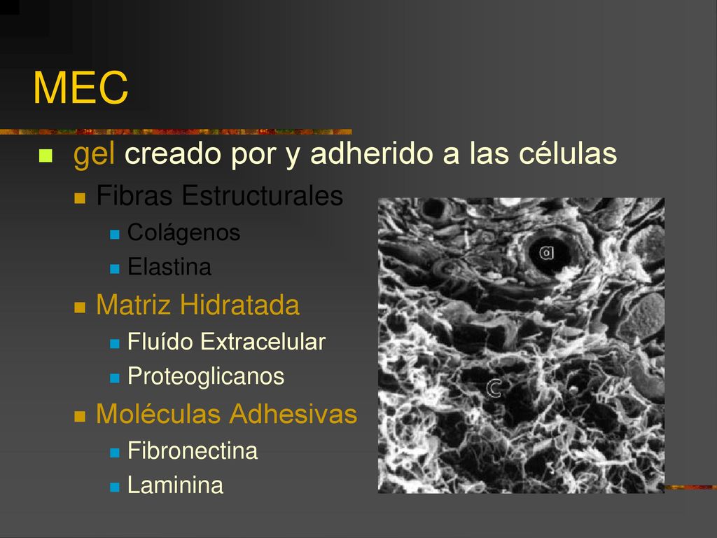 MEC gel creado por y adherido a las células Fibras Estructurales