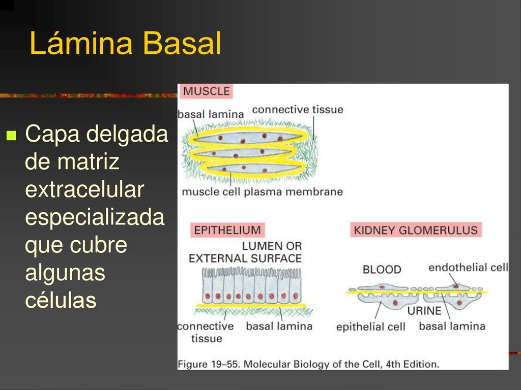 Lámina Basal Capa delgada de matriz extracelular especializada que cubre algunas células