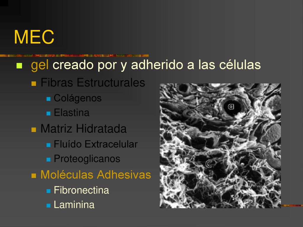 MEC gel creado por y adherido a las células Fibras Estructurales